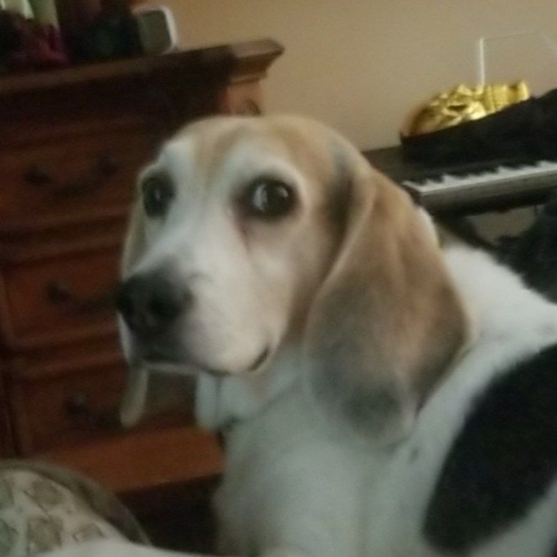 Rick Chernicky (@beaglebyte) | Snapchat Stories, Spotlight & Lenses