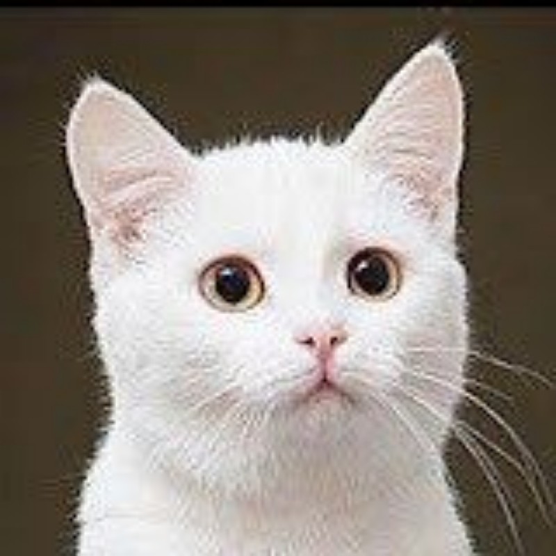 Funny Cat Reaction funnycat34 Snapchat Stories Spotlight Lenses funny-cat-reaction-funnycat34-snapchat-stories-spotlight-lenses
