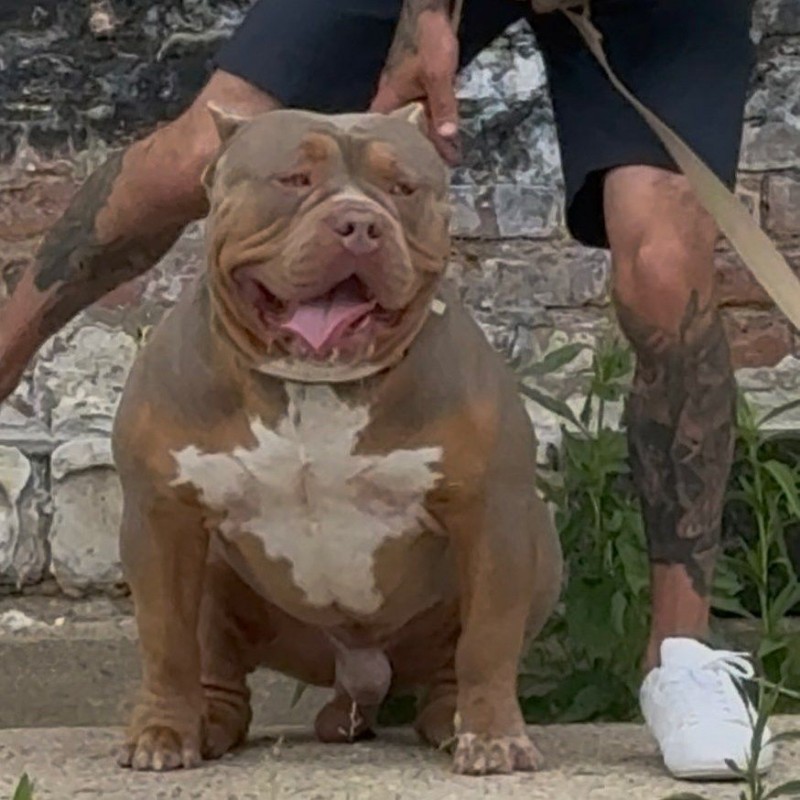 Ocean Grown Kennels (@ogk_bullies) | Snapchat Stories, Spotlight & Lenses